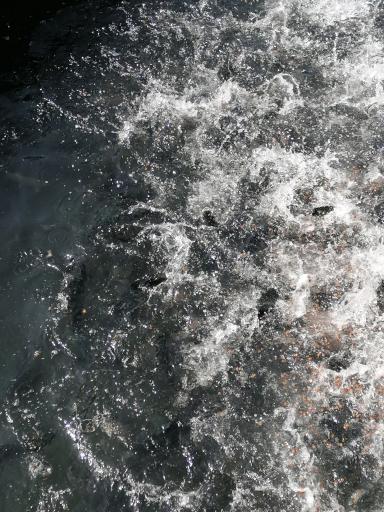 عکس پرورش ماهی قزل آلا