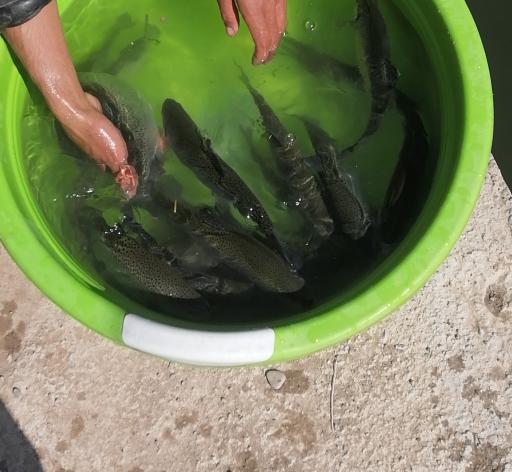 عکس پرورش ماهی قزل آلا