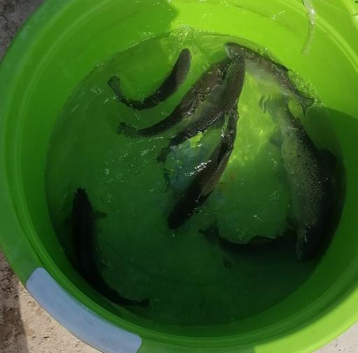 عکس پرورش ماهی قزل آلا