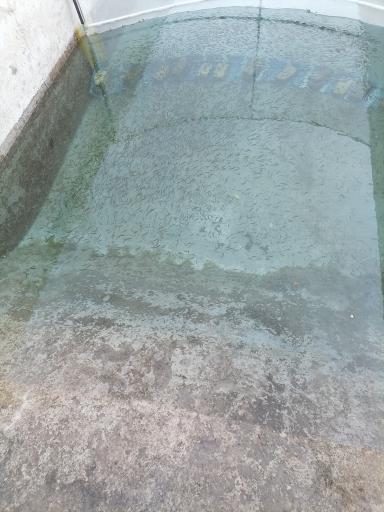 عکس پرورش ماهی قزل آلا