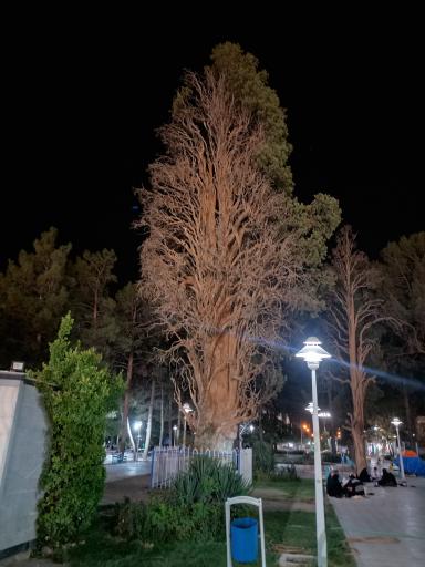 عکس درخت کهن