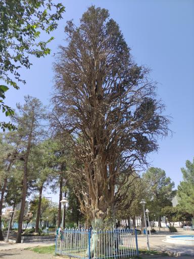 عکس درخت کهن