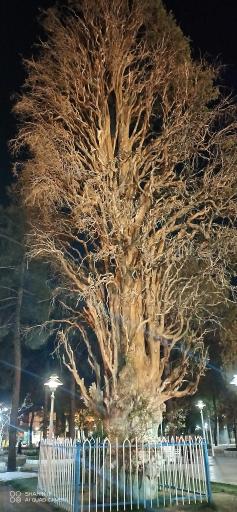 عکس درخت کهن