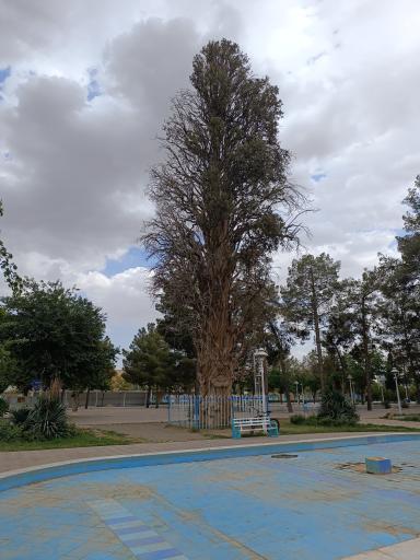 عکس درخت کهن