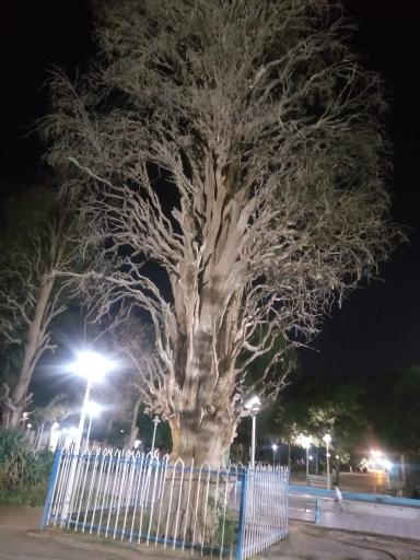 عکس درخت کهن