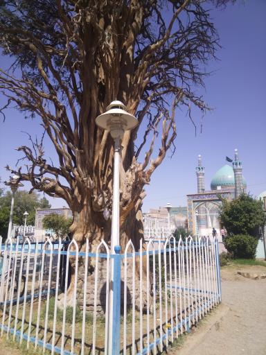 عکس درخت کهن