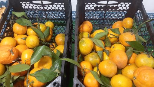 عکس میوه فروشی علیزاده