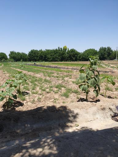 عکس سبزی فروشی باغ آهو