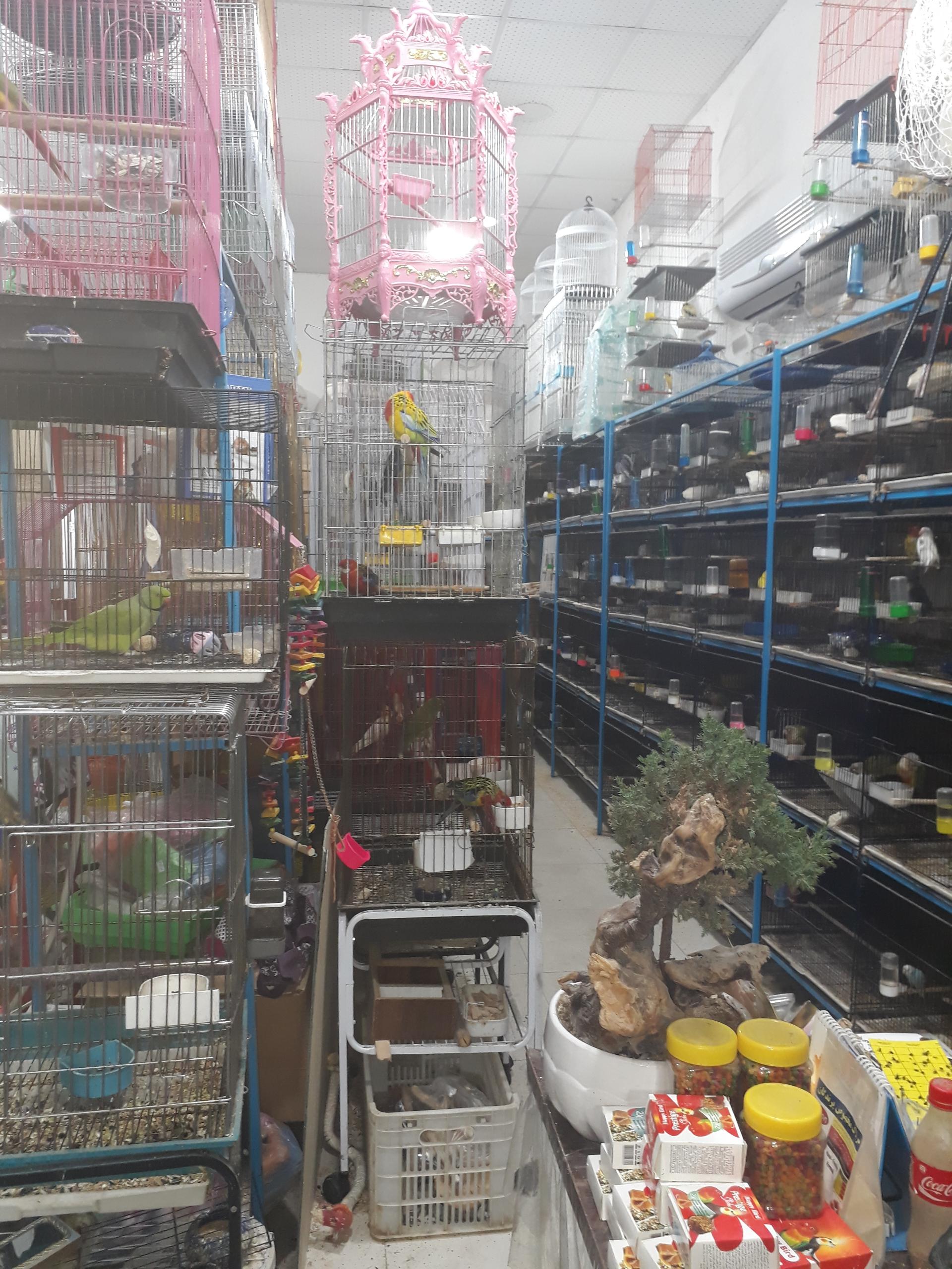 عکس پرنده سرای ویانا