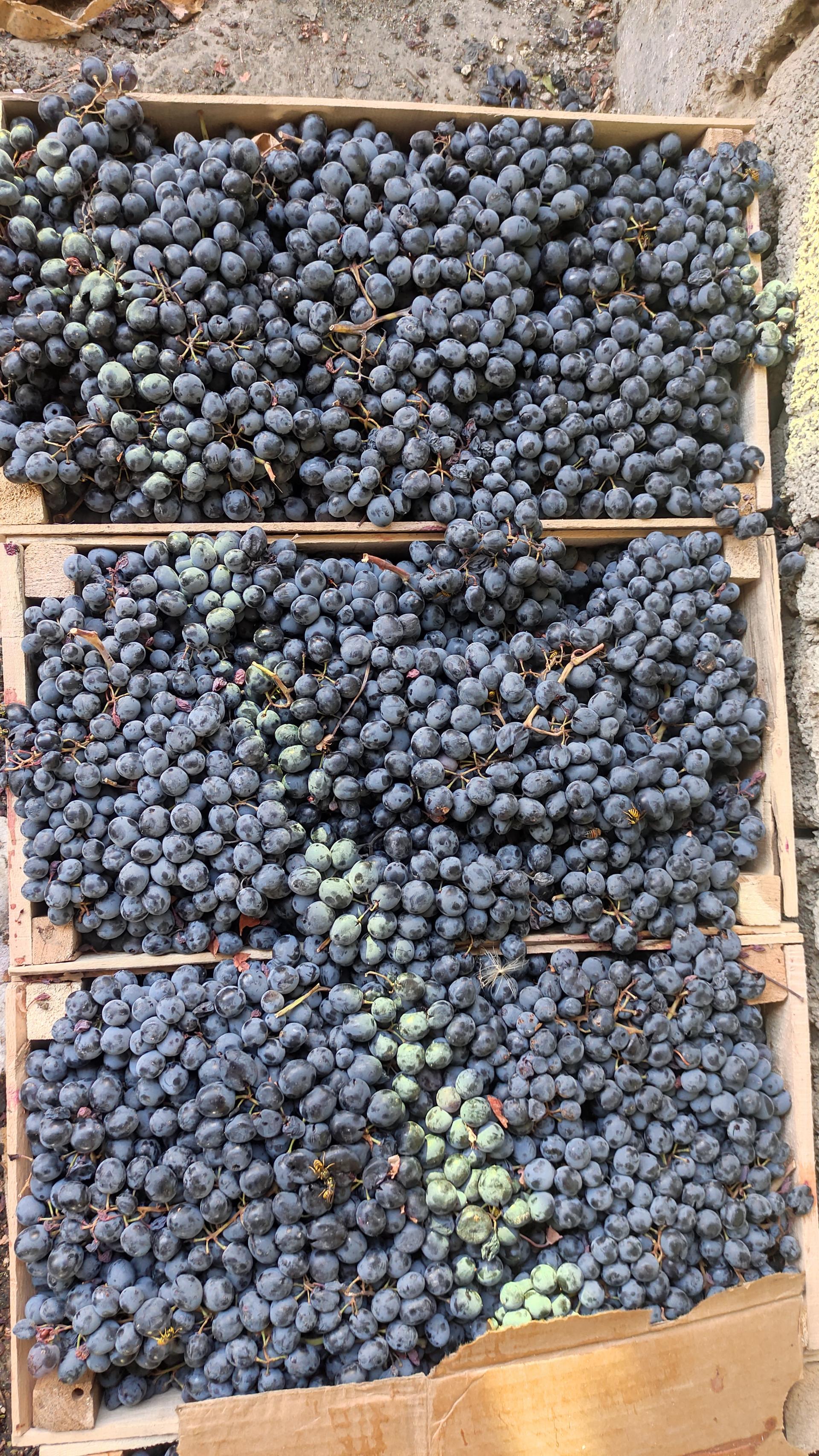 عکس انگور سیاه کردستان