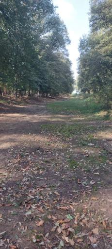 عکس آزادشهر