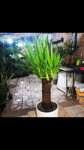 عکس گلخانه زندگی سبز