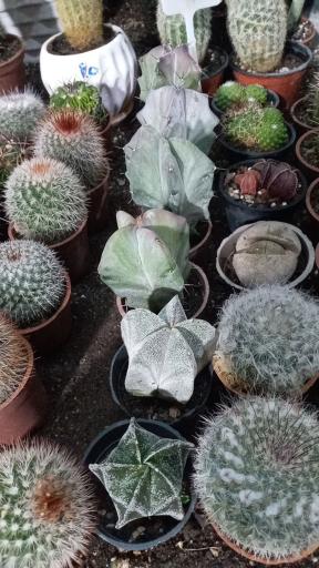 عکس گلخانه زندگی سبز