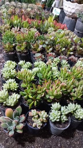 عکس گلخانه زندگی سبز