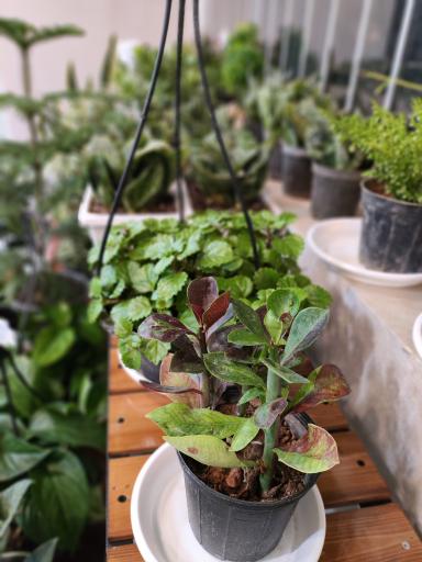 عکس کلبه گل شهرک