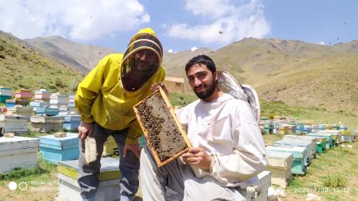 عکس عسل صادق