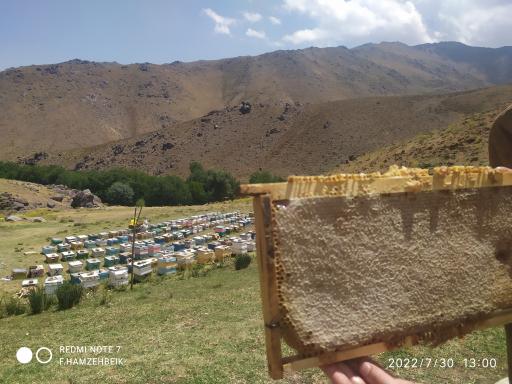 عکس عسل صادق