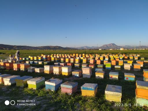 عکس عسل صادق