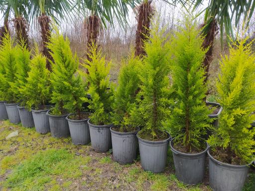 عکس گلکده لوتوس