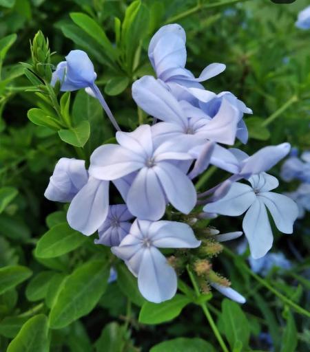 عکس گلکده لوتوس