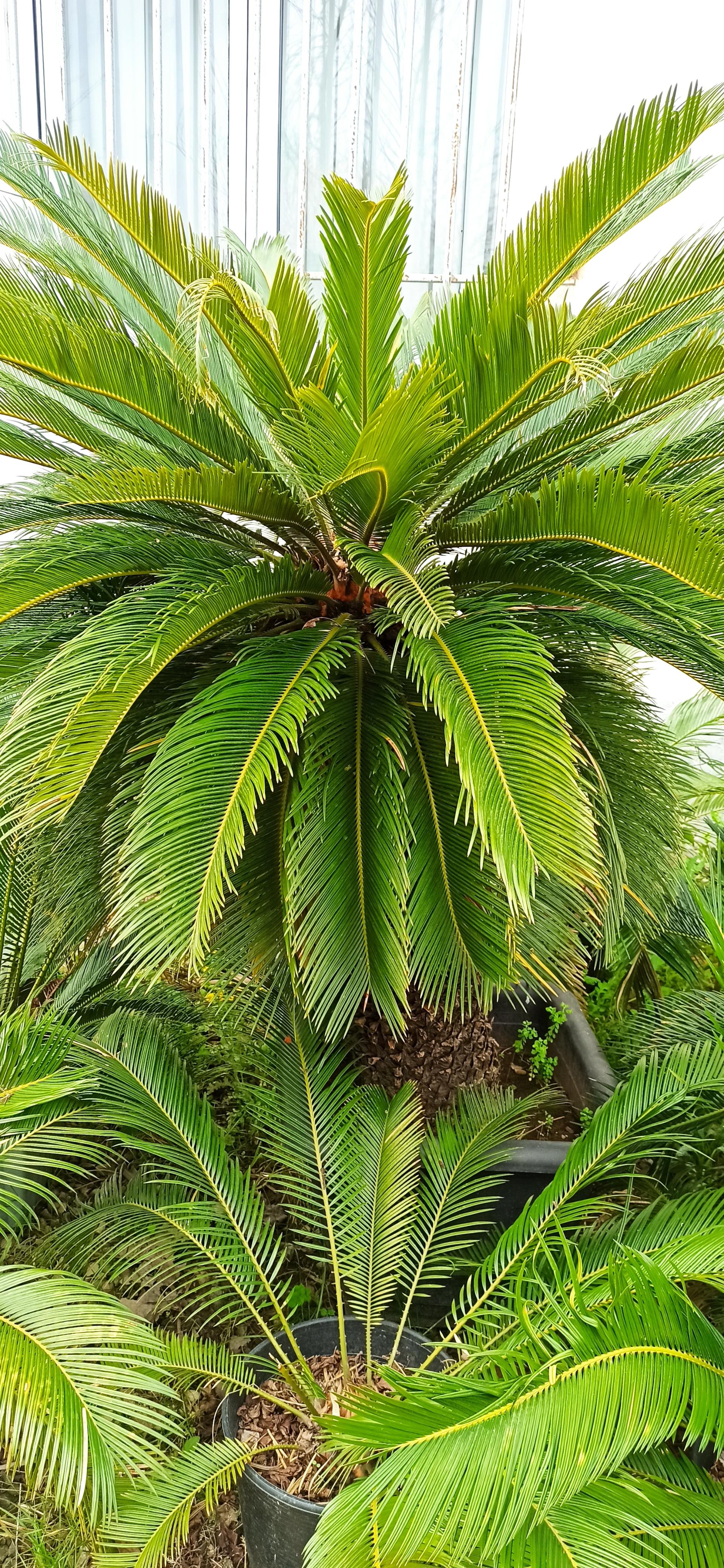 عکس گلکده لوتوس