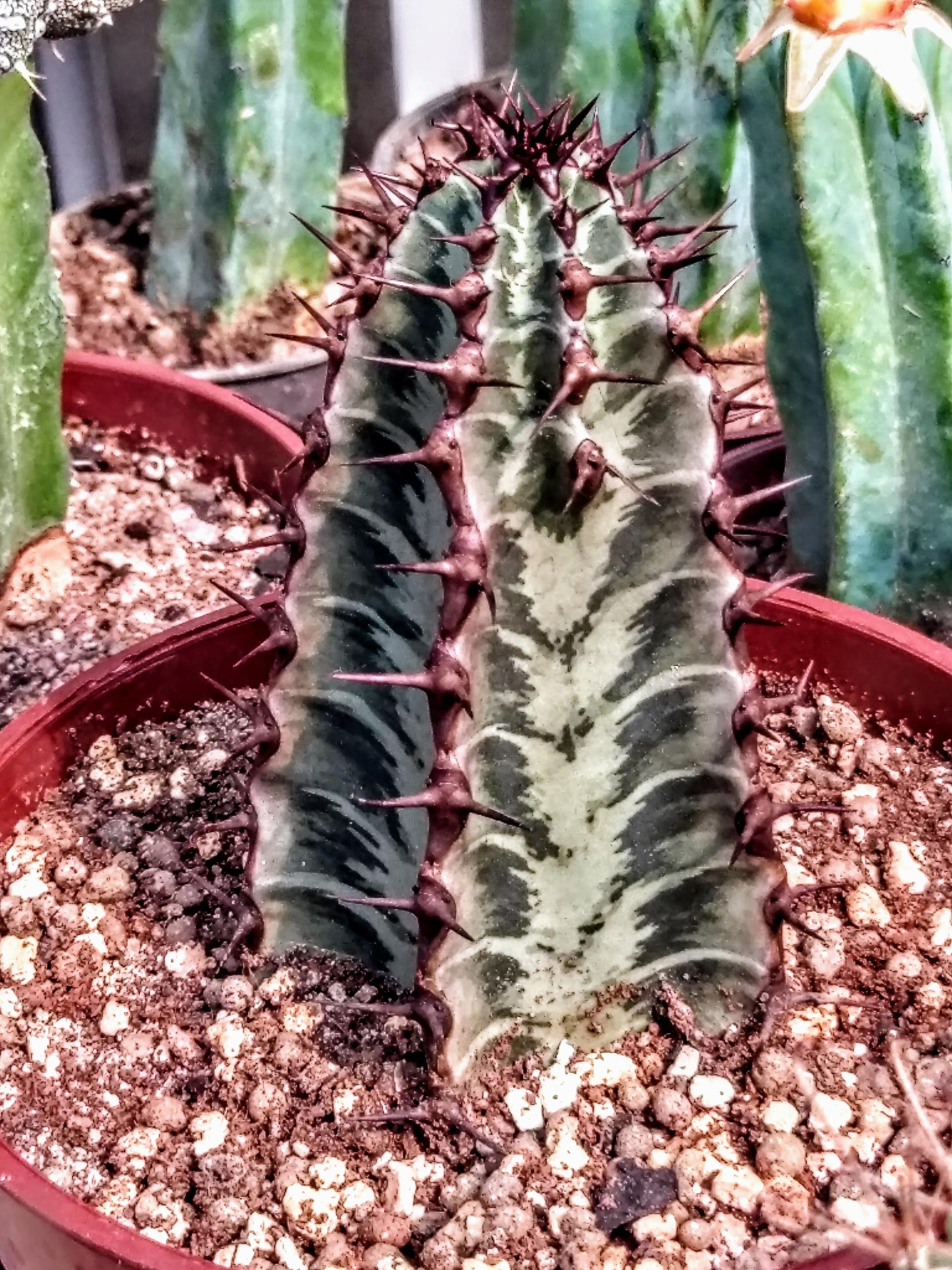 عکس گلخانه کاکتوس آذربایجان 