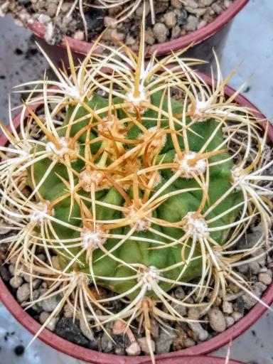 عکس گلخانه کاکتوس آذربایجان 