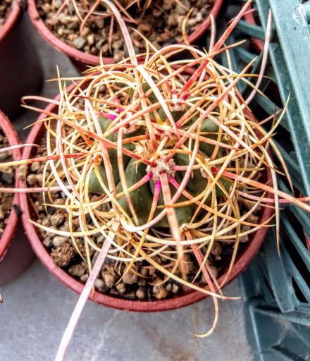 عکس گلخانه کاکتوس آذربایجان 