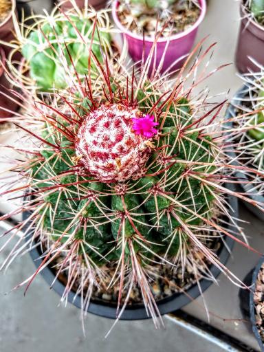 عکس گلخانه کاکتوس آذربایجان 