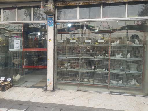 عکس پرنده فروشی آذری