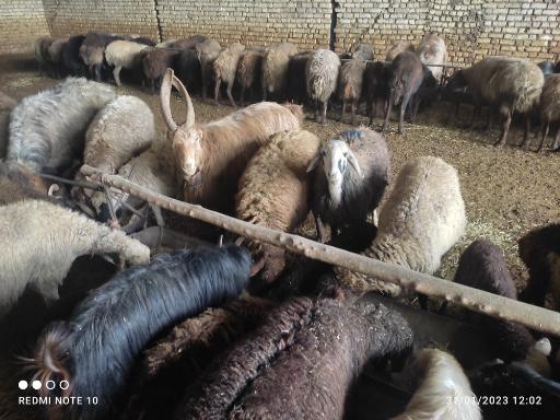 عکس دامداری جمالی