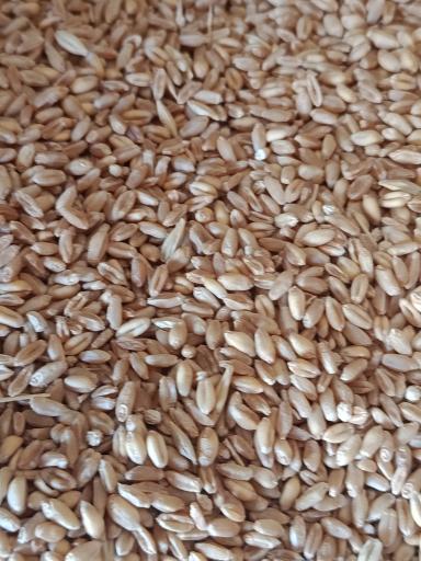 عکس خوراک دام و طیور شعبانی