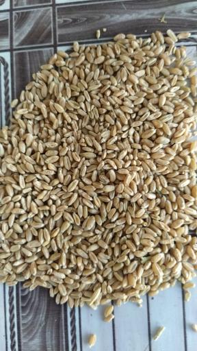 عکس خوراک دام و طیور شعبانی