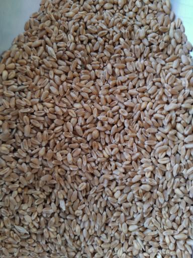 عکس خوراک دام و طیور شعبانی