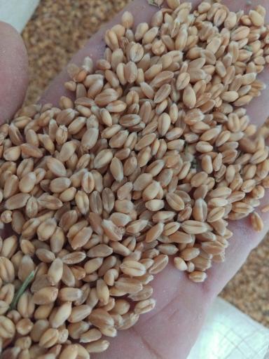 عکس خوراک دام و طیور شعبانی