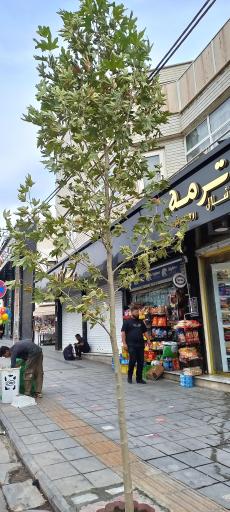 عکس شال روسری ترمه