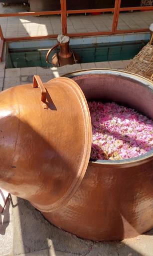 عکس گلاب گیری عطر گل قمصر