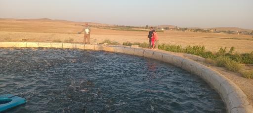 عکس فرمهین