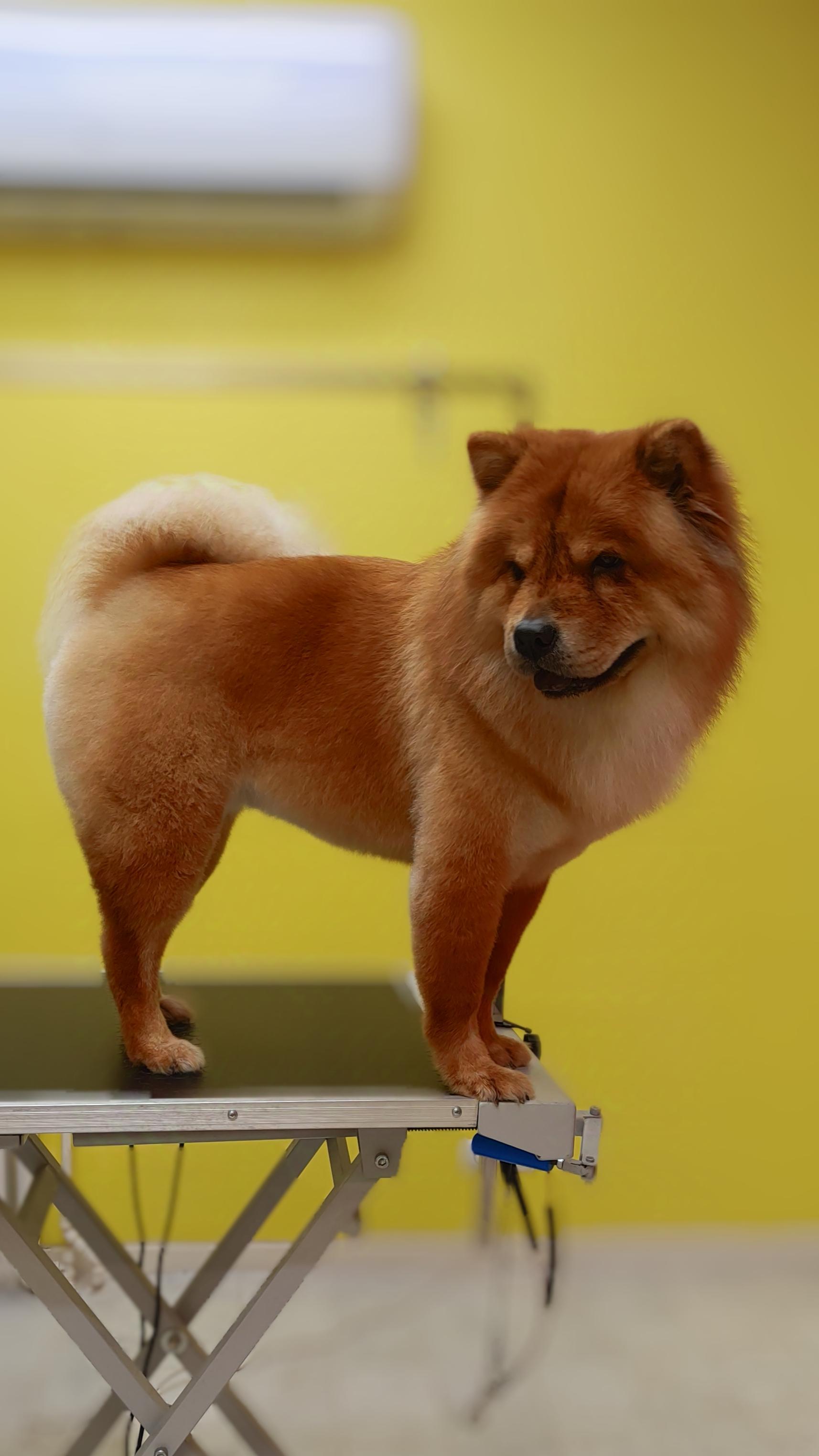 عکس پرهام گرومر