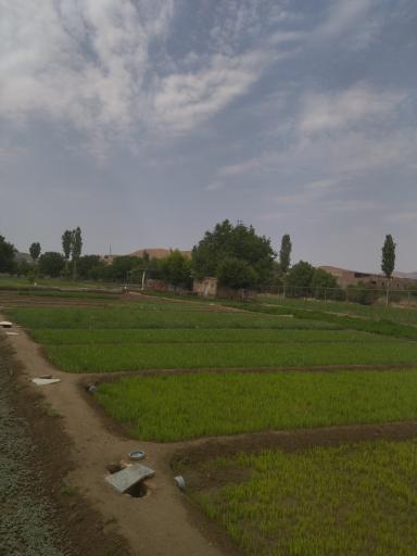 عکس سبزی خانه ابراهیم میرزاپور