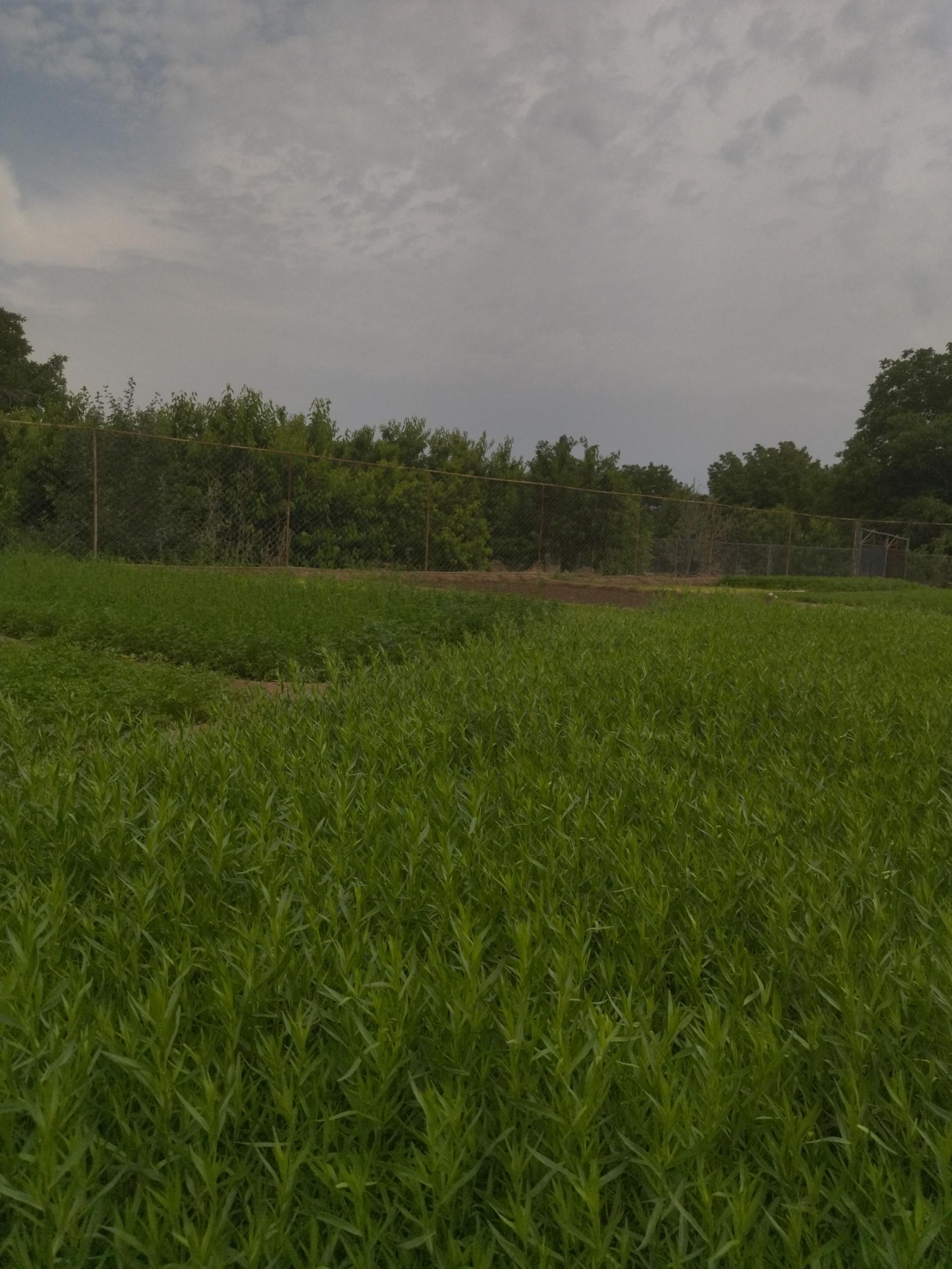 عکس سبزی خانه ابراهیم میرزاپور