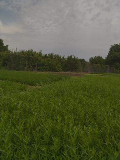 عکس سبزی خانه ابراهیم میرزاپور