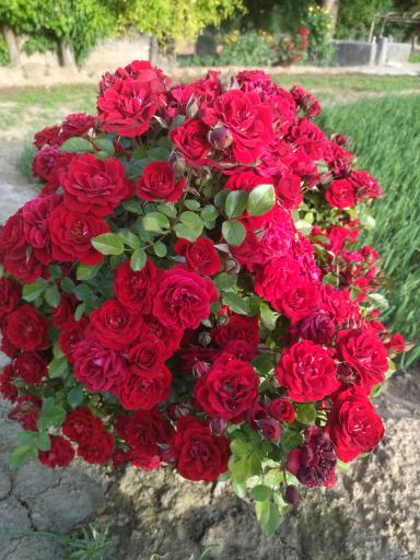 عکس سبزی خانه ابراهیم میرزاپور