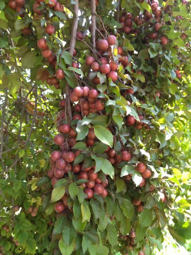 عکس سبزی خانه ابراهیم میرزاپور