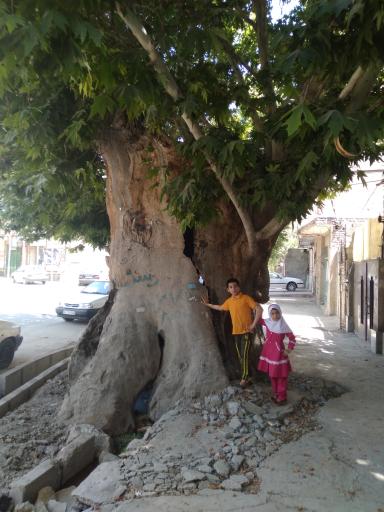 عکس درخت باستانی وجه آباد 