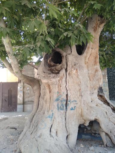 عکس درخت باستانی وجه آباد 