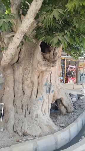 عکس درخت باستانی وجه آباد 