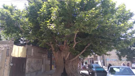 عکس درخت باستانی وجه آباد 
