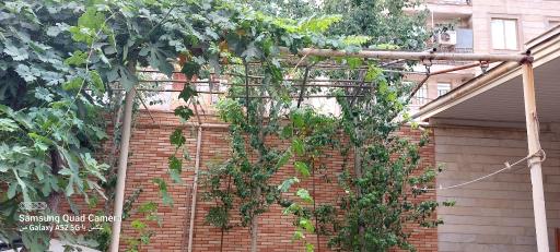 عکس عمارت گلیسین(سپیدار)