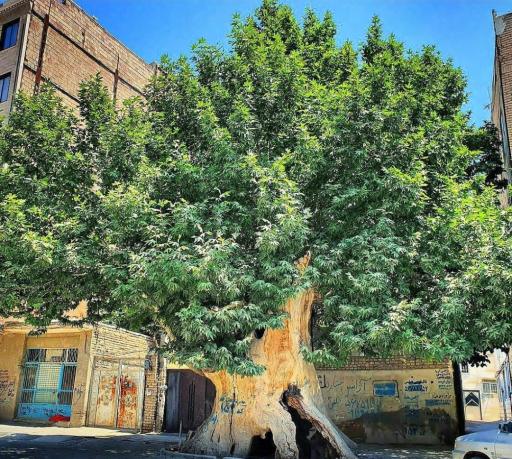 عکس درخت باستانی وجه آباد 
